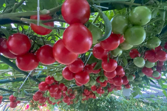 Cách trồng và chăm sóc cà chua đạt năng xuất cao
