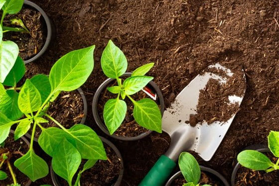 Cách làm đất mới trồng rau trong thùng xốp hiệu quả