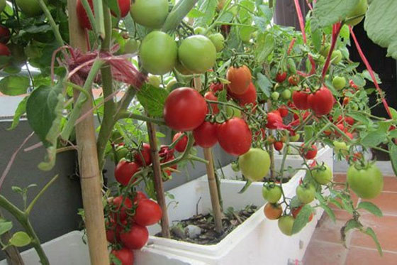Cách trồng cà chua trong chậu, thùng xốp