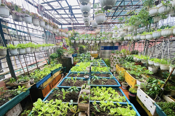 Tâm sự của bạn Nga làm vườn khi trồng rau hữu cơ sân thượng ở tầng 4 nhà mình